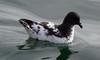 Cape Petrel