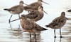 Bar Tailed godwit