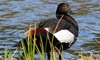 NZ Paradise Shelduck