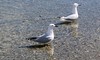 Black billed Gulls