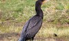 Black Shag