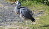 White faced Heron