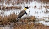 Spur winged Plover