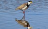 Spur winged Plover