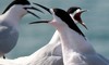 White fronted Tern