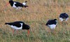 Pied Oystercatcher