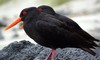 Variable Oystercatchers