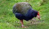 Takahe