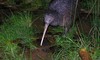 North Island Brown Kiwi - Birders rest Brown Kiwi