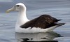 White capped (Shy) Albatross