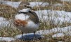 Banded Dotterel  (female)