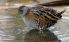 Marsh Crake