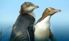 Yellow Eyed Penguin
