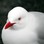 Red billed gull portrait