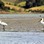 Royal Spoonbills