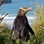 Yellow eyed Penguin