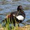 NZ Paradise Shelduck