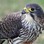 New Zealand Falcon