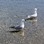 Black billed Gulls