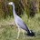 White faced Heron