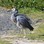 White faced Heron