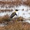 Spur winged Plover