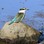 NZ Kingfisher