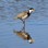 Spur winged Plover