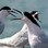 White fronted Tern