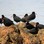 Variable Oystercatcher