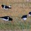 Pied Oystercatcher