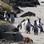 Yellow eyed Penguins