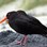 Variable Oystercatchers