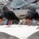 Variable Oystercatchers