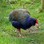 Takahe