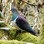 New Zealand Pigeon