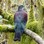 New Zealand Pigeon (back)
