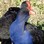 Pukeko