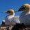 Australasian gannet