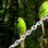 Red crowned parakeets