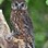 Morepork