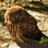 Morepork