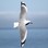 Red billed Gull