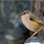 A male South Island wren (Xenicus gilviventris) perched on a rock in its alpine habitat. Homer Tunnel, Fiordland National Park, New Zealand. January.