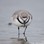 Wrybill (Anarhynchus frontalis) feeding and walking head on showing the bent bill. Manawatu Estuary, Manawatu, New Zealand. September.