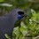 North Island kokako (Callaeas wilsoni) feeding on leaves in the sub-canopy. Tiritiri Matangi Island, Auckland, New Zealand. September.