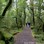 The New Zealand forest can be extremely beautiful, but with all this moss in a South Island Nothofagus beech forest it means there can sometimes be rain.