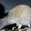 Southern brown kiwi (Apteryx australis) feeding for crustaceans on a sandy beach. No flash used, just dim flashlight. Ocean Beach, Stewart Island, New Zealand. November.