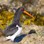 A South Island oystercatcher looks out from behind a rock.