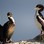 Both morphs of the Stewart Island shag are seen, the bronze morph on the left, and the pied morph on the right.